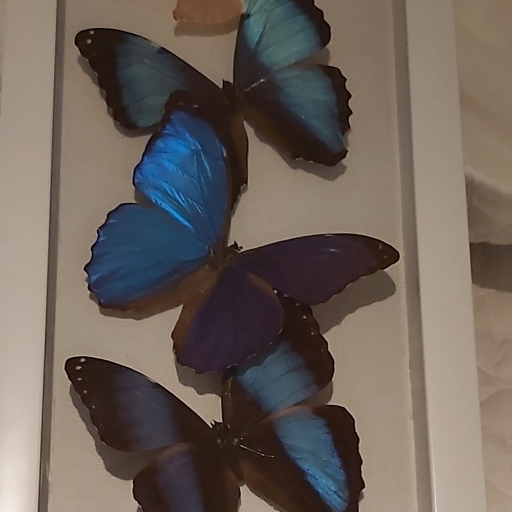 Original Art Of Iridescent Blue Morpho Butterflies In Shadow Box 12"x5½"